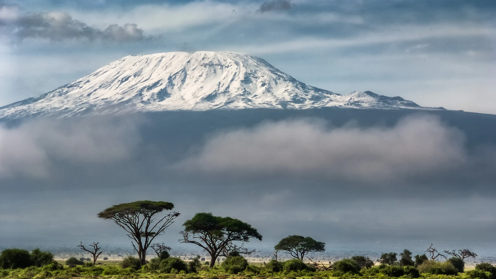 Groene bomen voor de besneeuwde top van de Kilimanjaro