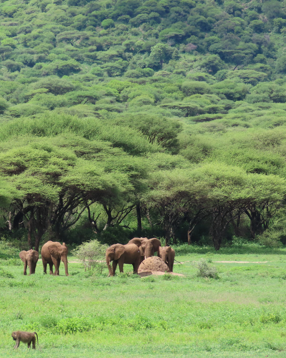 Kudde olifanten graast in de groene vlakten van Ngorongoro