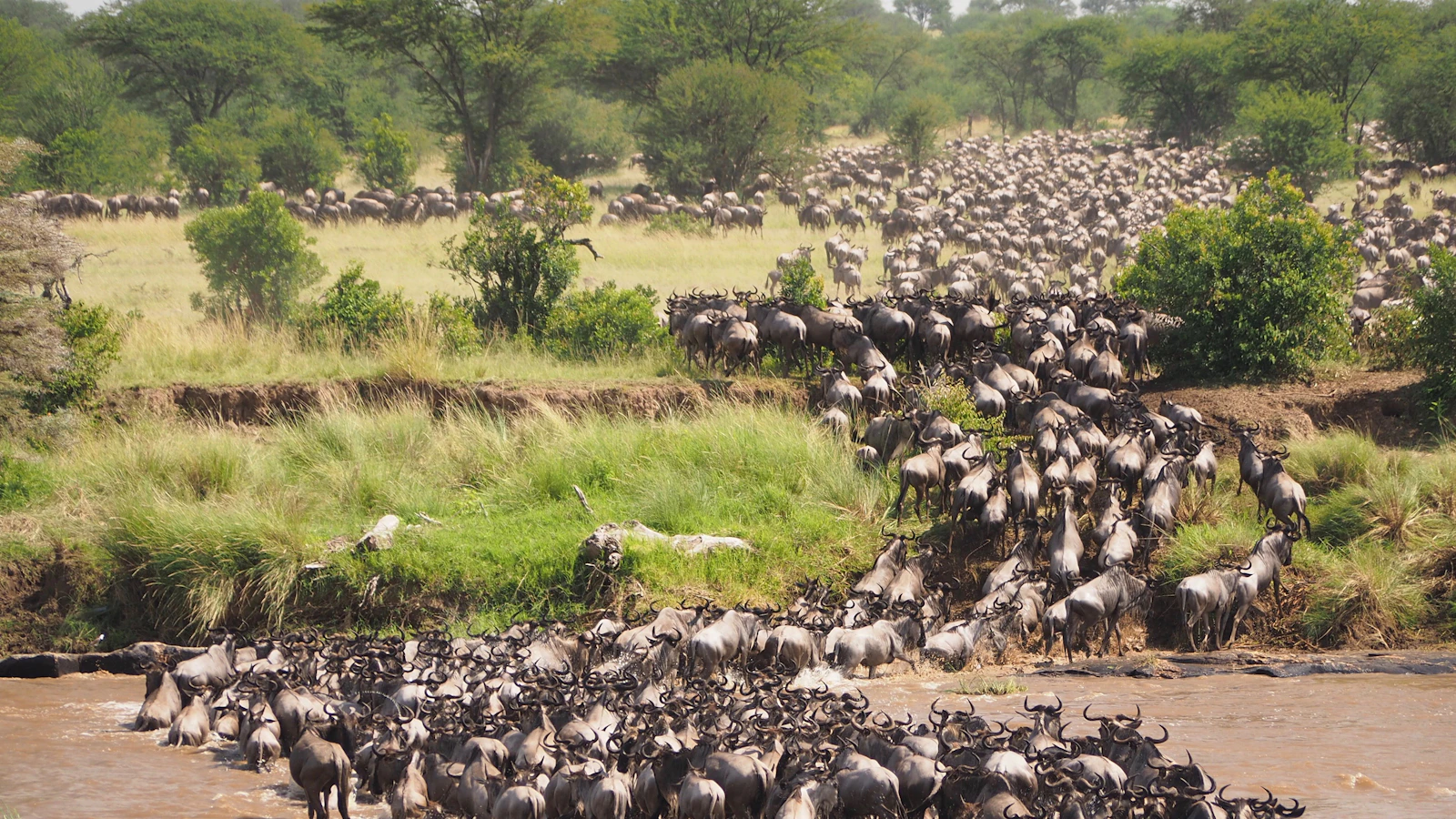 Kudde wildebeesten in de open vlaktes van de Serengeti