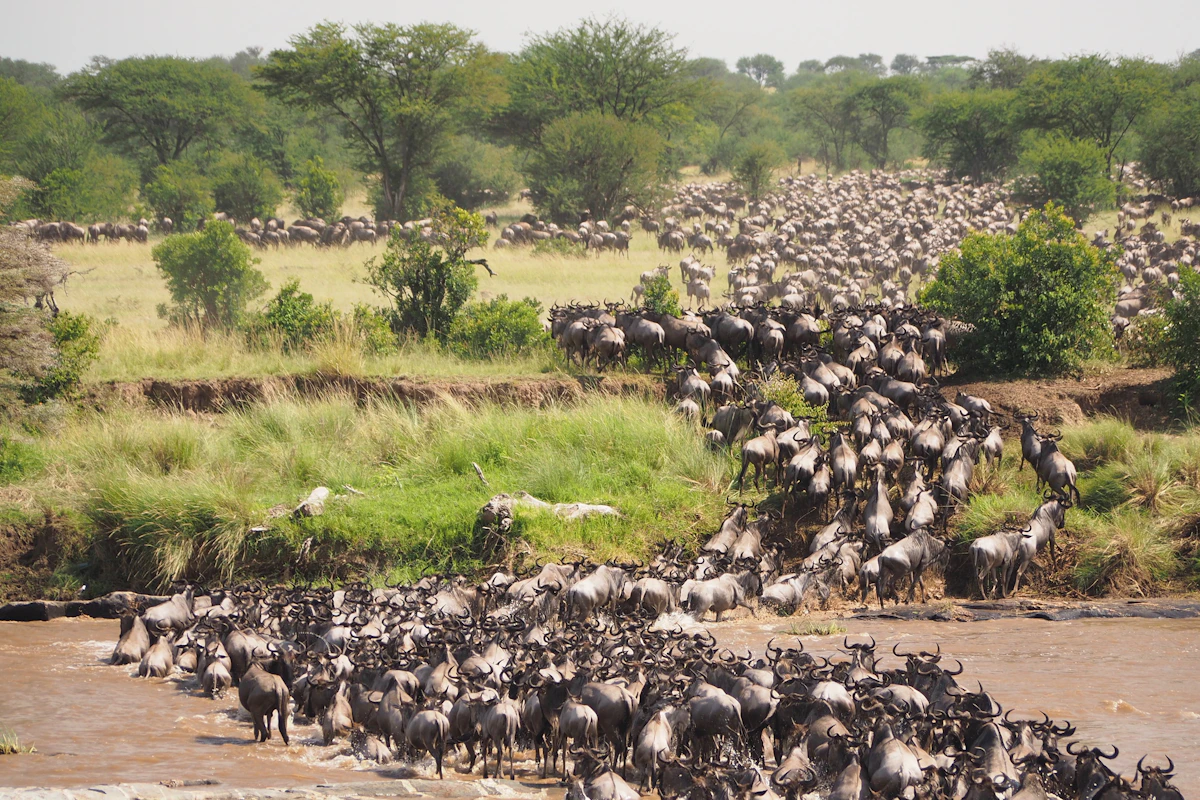 Kudde wildebeesten in de open vlaktes van de Serengeti in Tanzania