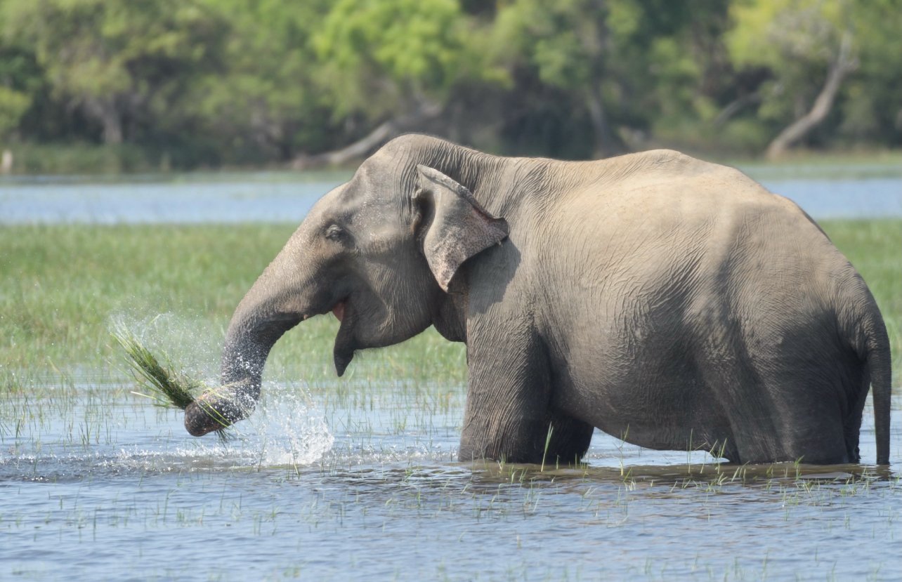 Olifant zwaait eten met zijn slurf in het water van een Sri Lankaans nationaal park