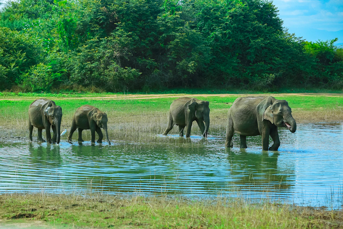 Kudde olifanten steekt een rivier over in een Sri Lankaans nationaal park