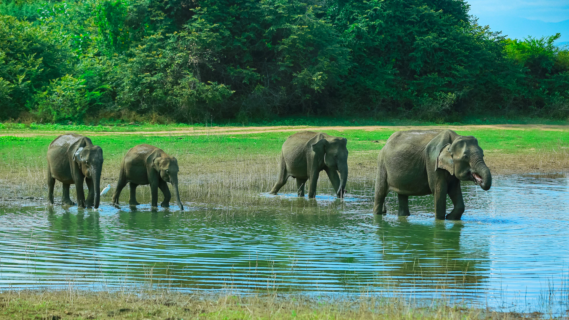 Kudde olifanten steekt een rivier over in een Sri Lankaans nationaal park