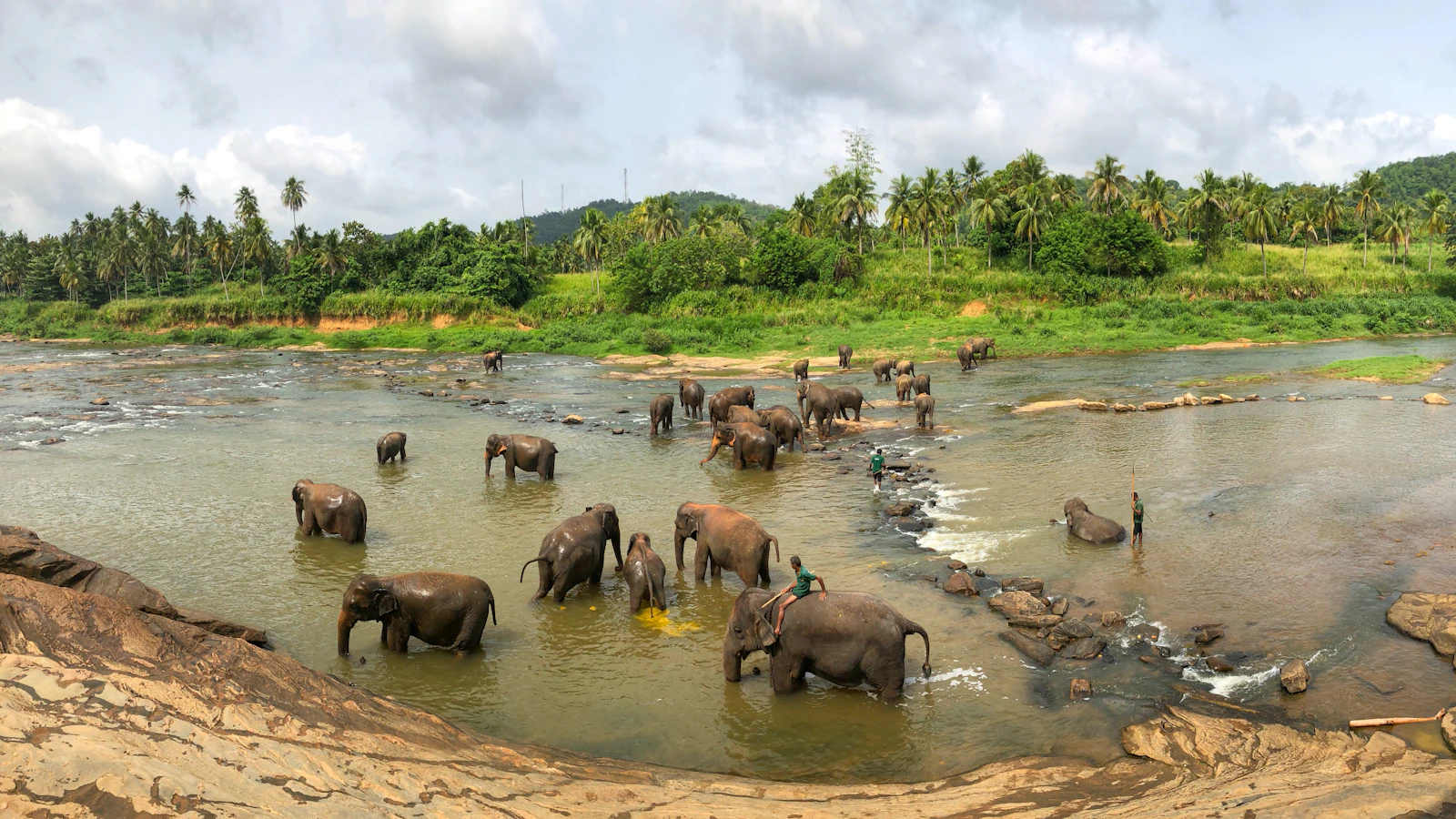 Olifanten staan in een waterpoel in een Sri Lankaans nationaal park