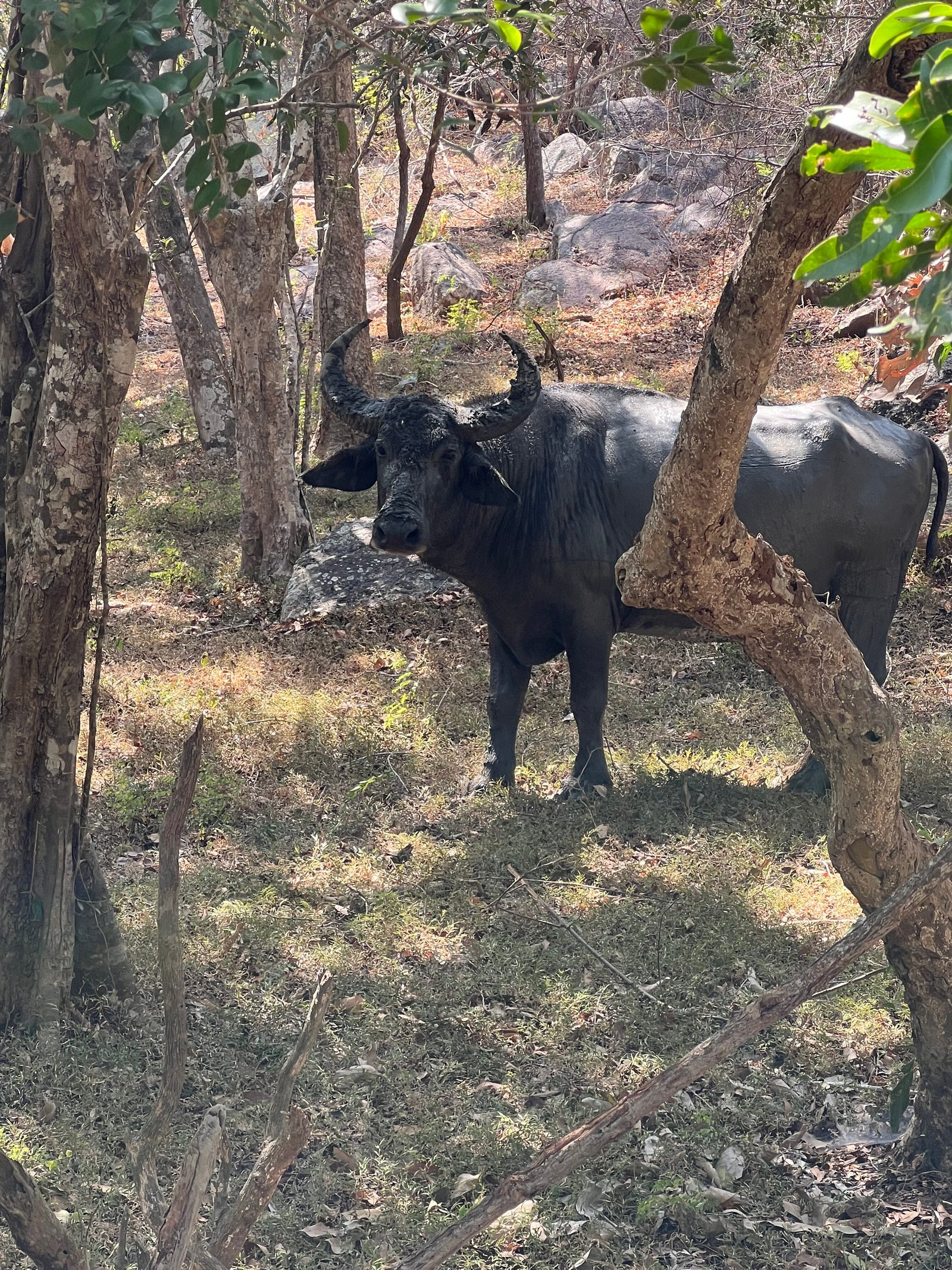 Olifant in Kumana National Park, Sri Lanka