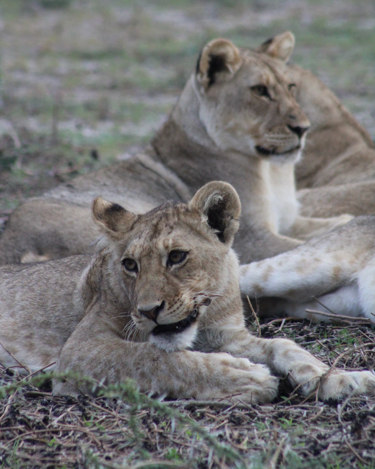 Twee leeuwen in het Krugerpark, het bekendste safaripark van Zuid-Afrika