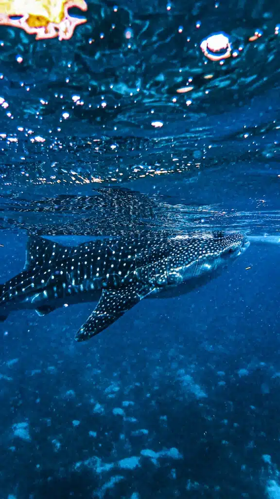 Snorkelaar zwemt naast een walvishaai in Zuid-Ari Atoll