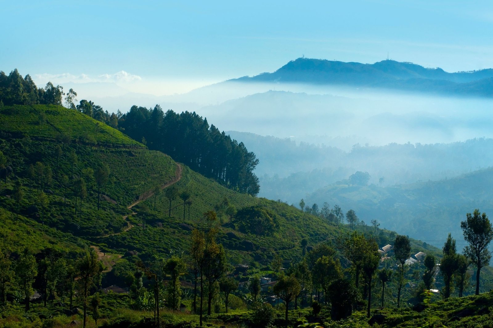 Ochtendmist boven de theeheuvels bij Nuwara Eliya