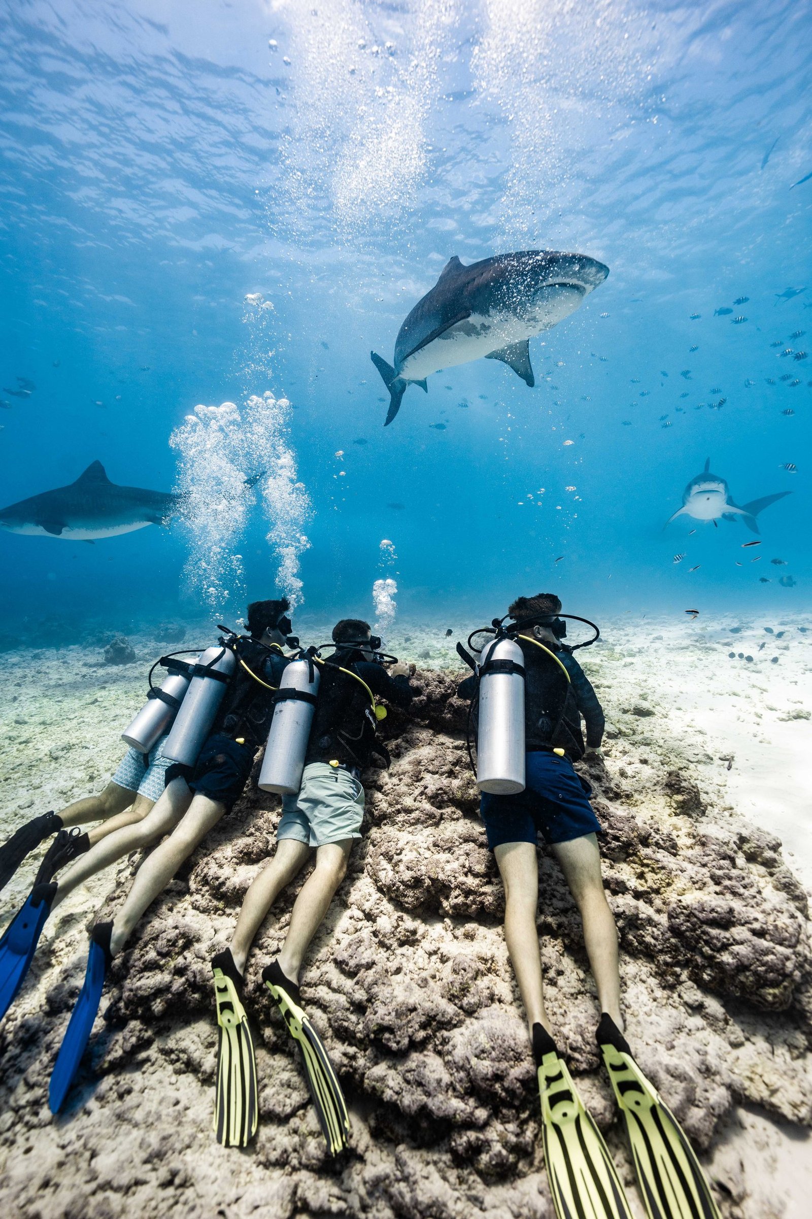 Duikers knielen op het rif terwijl er een grote vis boven hen zwemt bij Fuvahmulah op de Malediven
