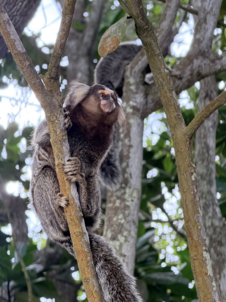 Een penseelaapje in een boom op Ilha Grande