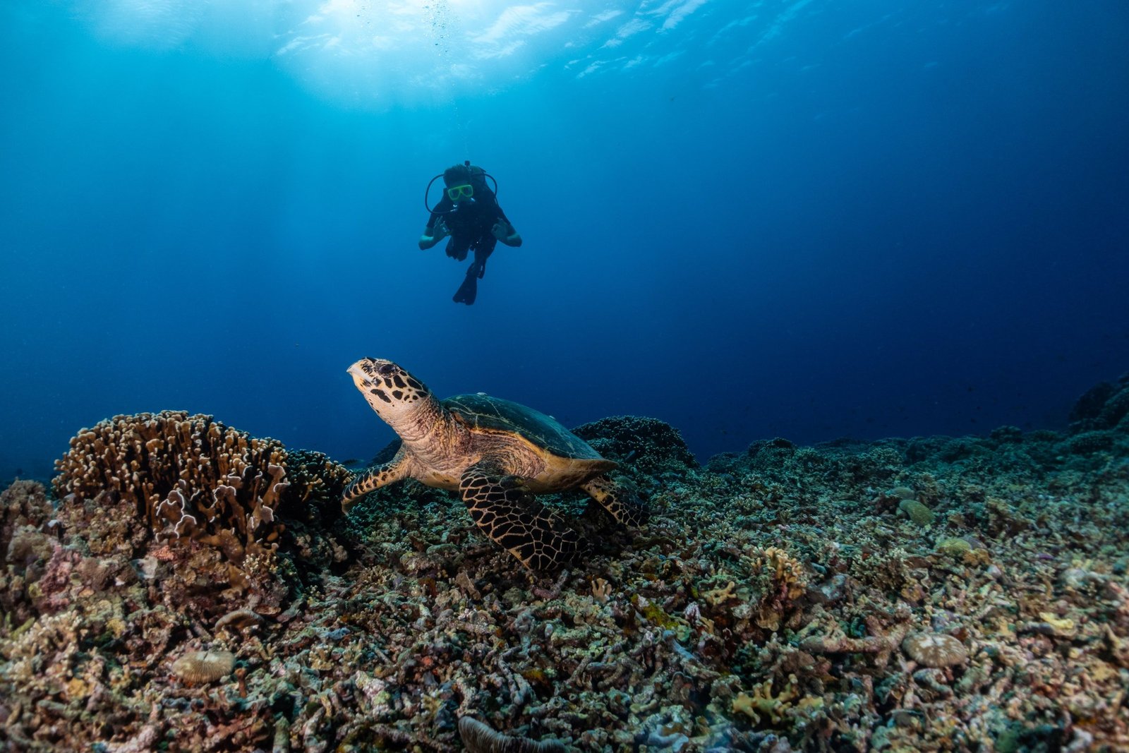 Karetschildpad op het koraal bij de Gili-eilanden, met een duiker op afstand