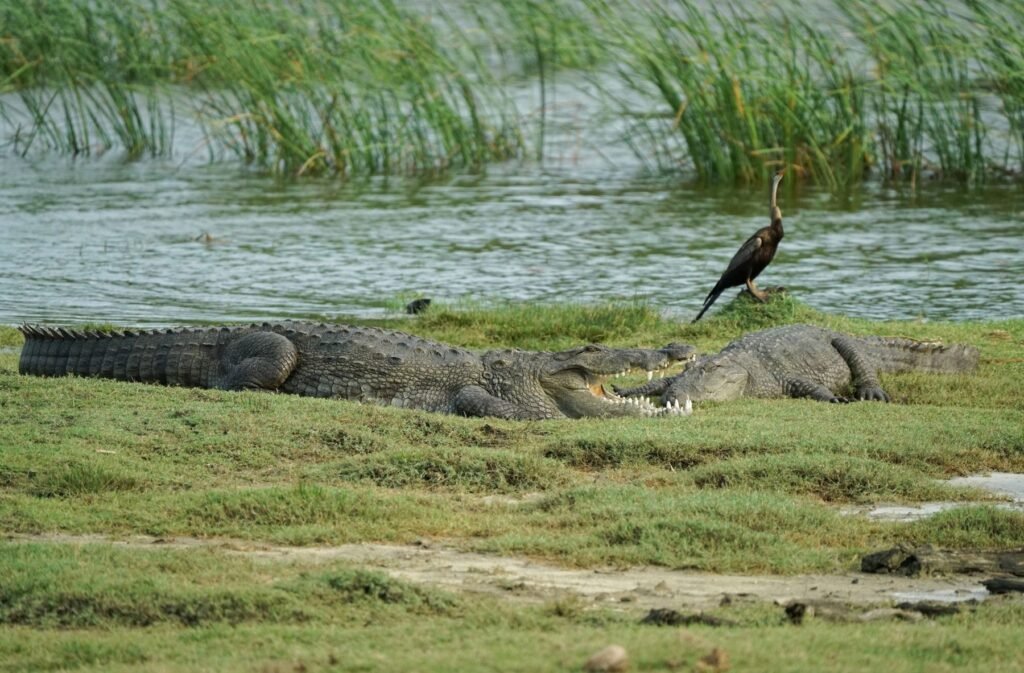 Krokodillen en een slangenhalsvogel aan het water in Yala National Park