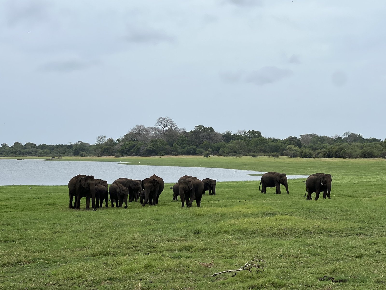 Kudde olifanten graast langs de oever van een meer in een nationaal park in Sri Lanka