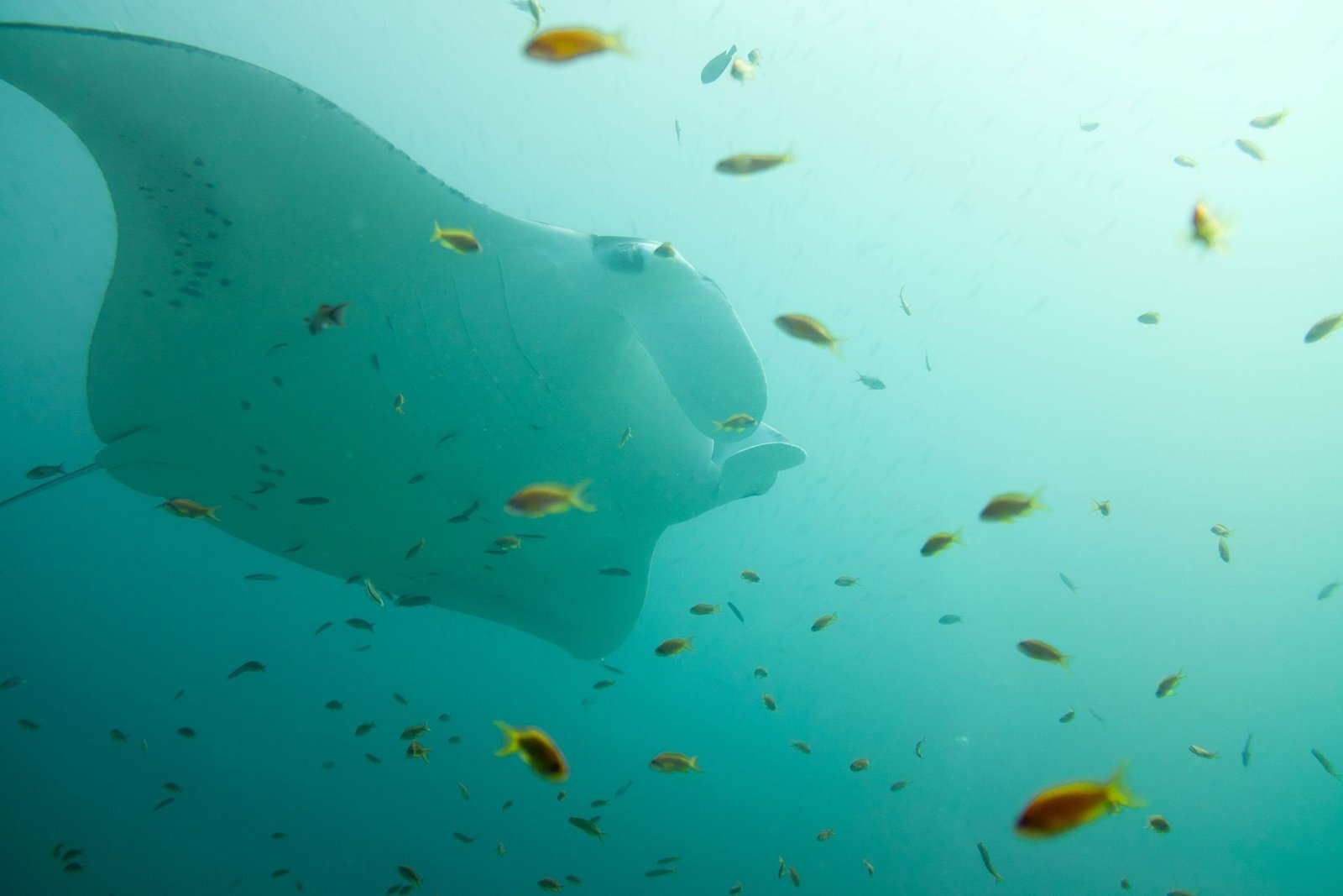 Manta die met vissen door helder water zwemt op de Malediven