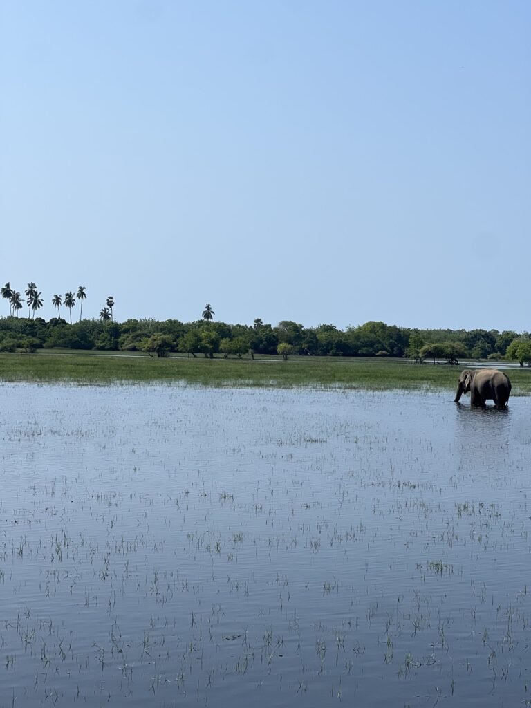 Wilde olifant die in het water staat te eten in Kumana National Park bij Arugam Bay