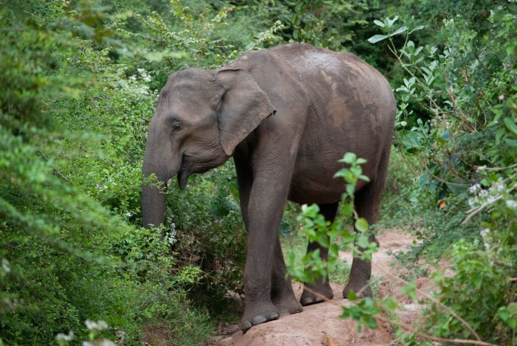 Olifant in het groen van Udawalawe National Park