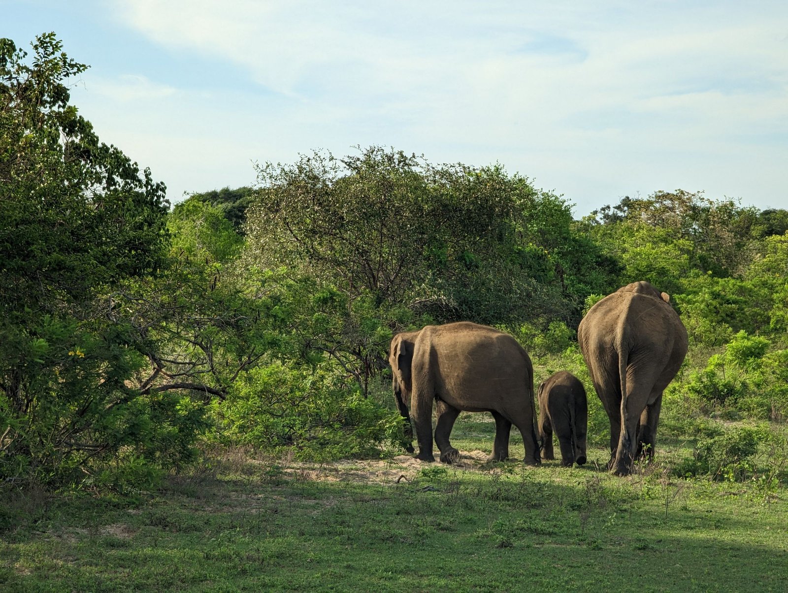 Olifanten met een jong in het groen van Yala National Park