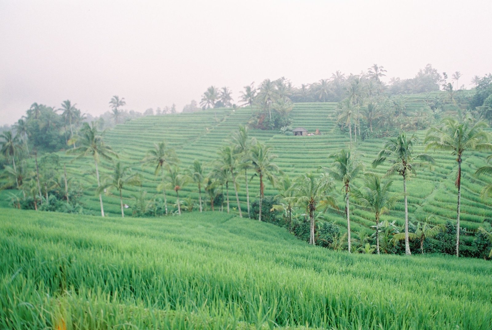 Rijstterrassen met palmbomen op Bali