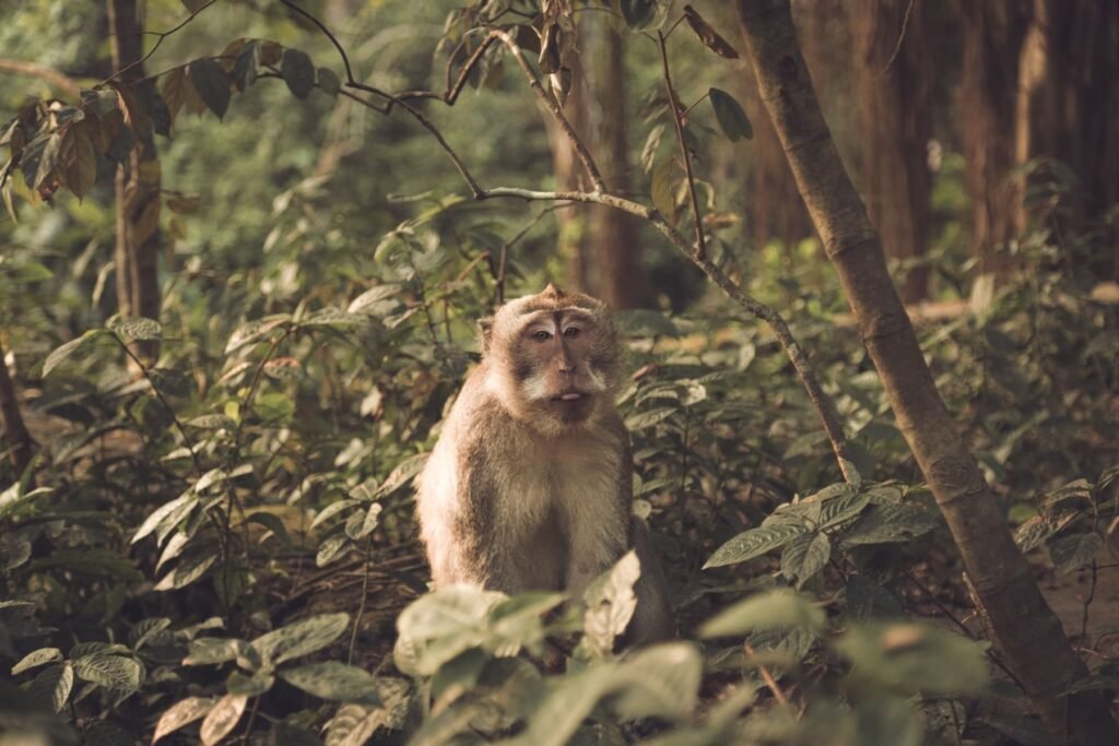 Makaak tussen de bomen op Bali