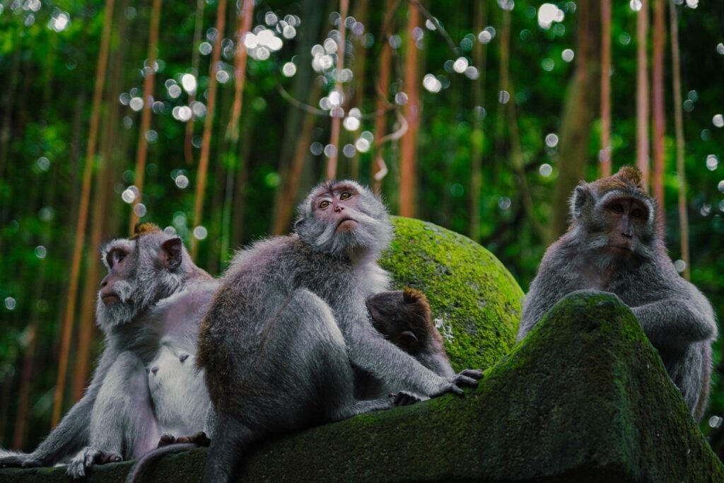 Makaken op een mosbegroeid beeld in het Monkey Forest van Ubud