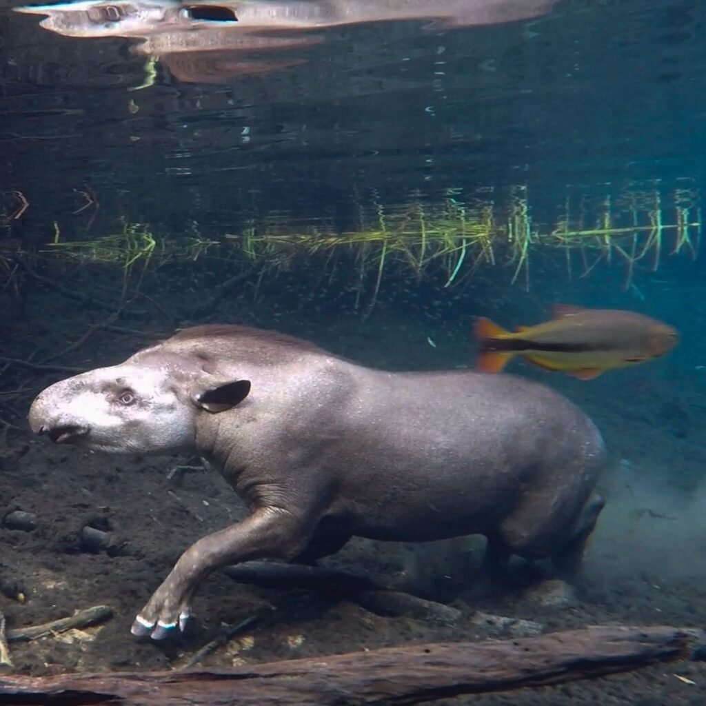 Tapir die onder water zwemt in een rivier in Brazilië