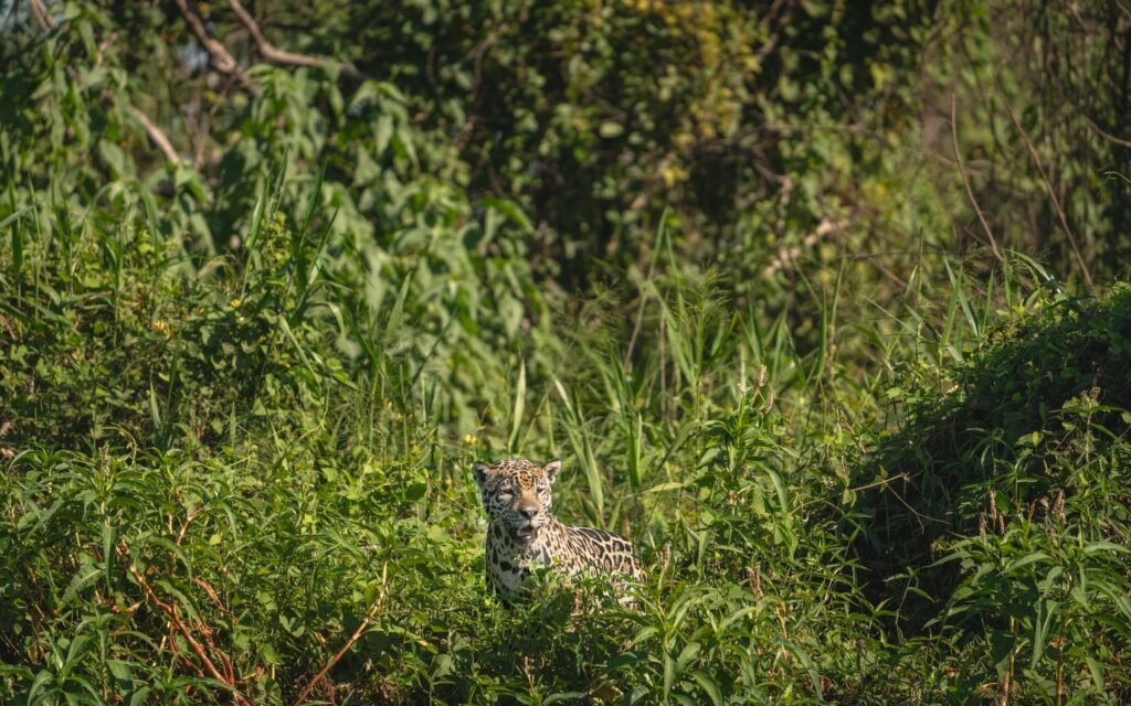 Jaguar tussen het groen bij Porto Jofre in de Pantanal