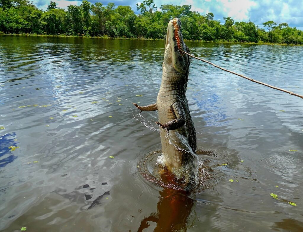 Kaaiman die uit de rivier springt bij Poconé in de Pantanal