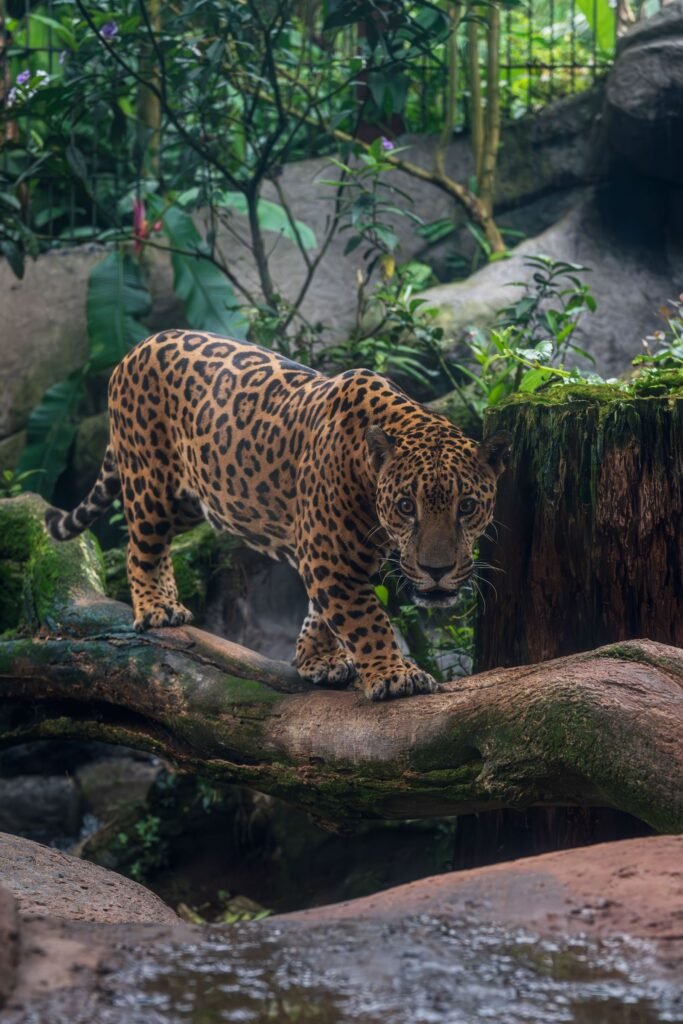 Jaguar op een boomstam in het regenwoud
