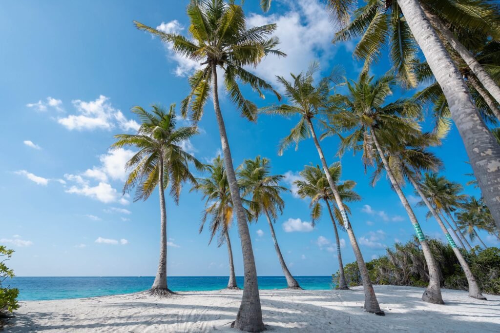 Palmbomen op een wit strand in de Malediven