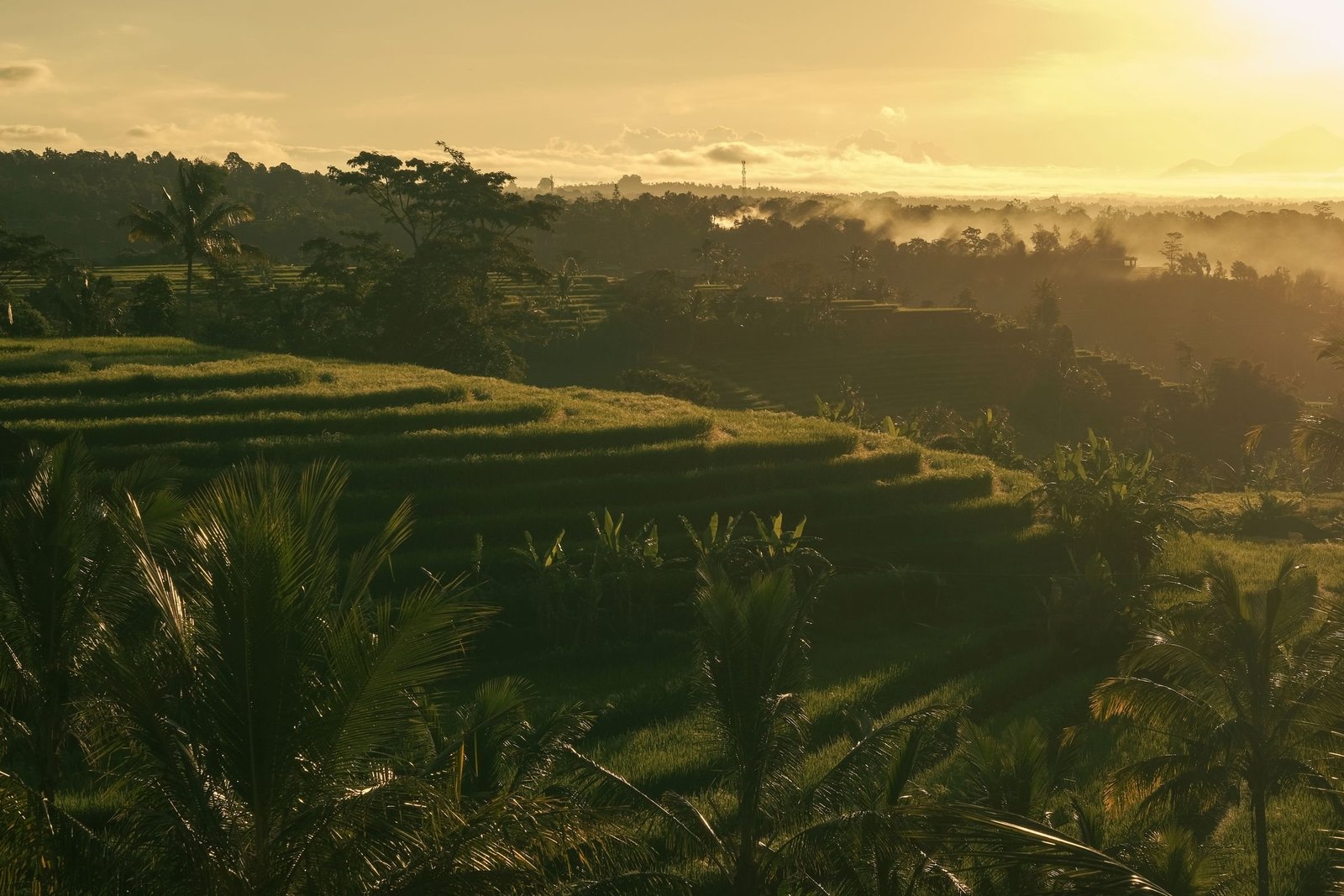 Rijstterrassen bij zonsopkomst op Bali