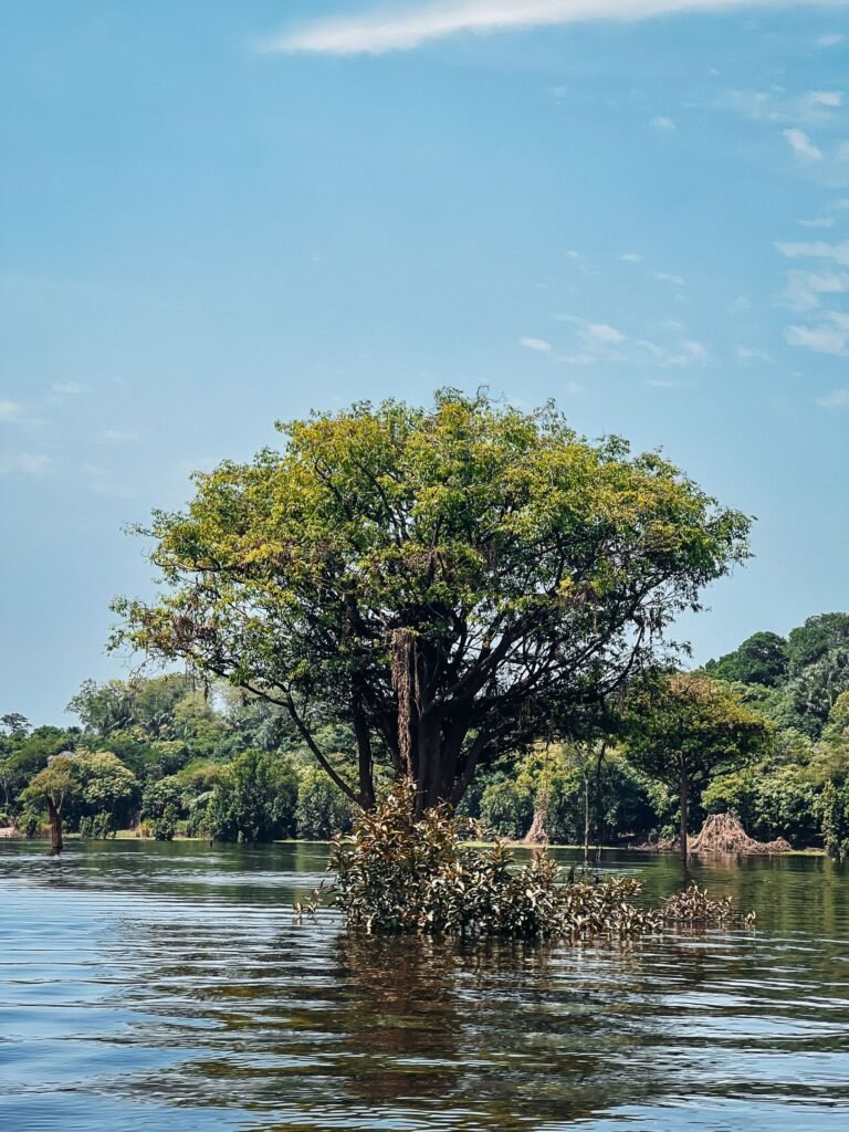 Boom in het water van de Amazonerivier