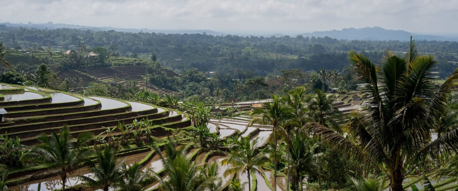 Rijstterrassen van Jatiluwih op Bali
