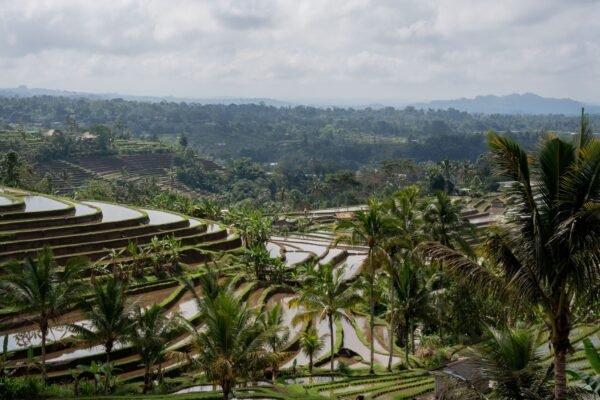 Rijstterrassen van Jatiluwih op Bali