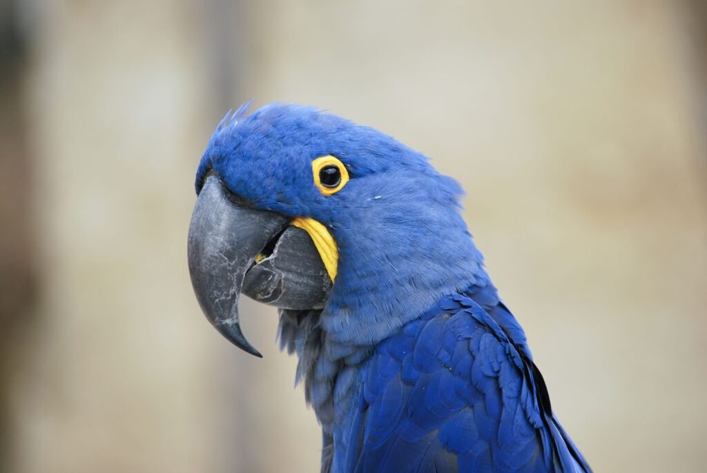 Hyacintara met blauwe veren van dichtbij