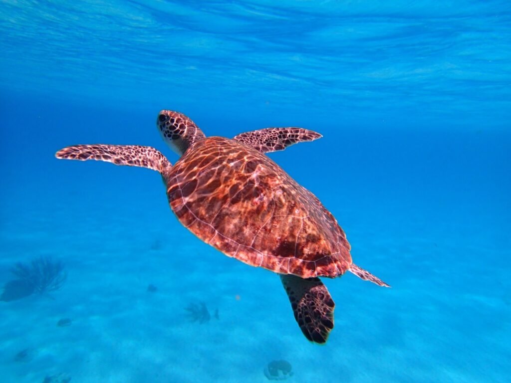 Zeeschildpad zwemt door helder blauw water