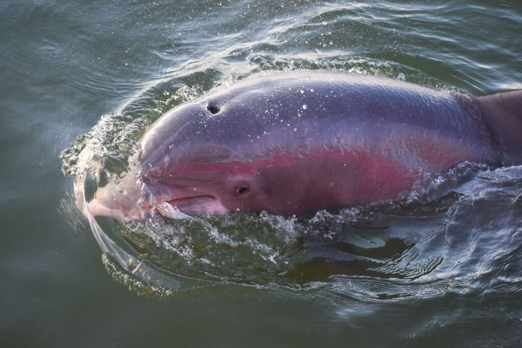 Roze rivierdolfijn die boven het water komt in de Amazone