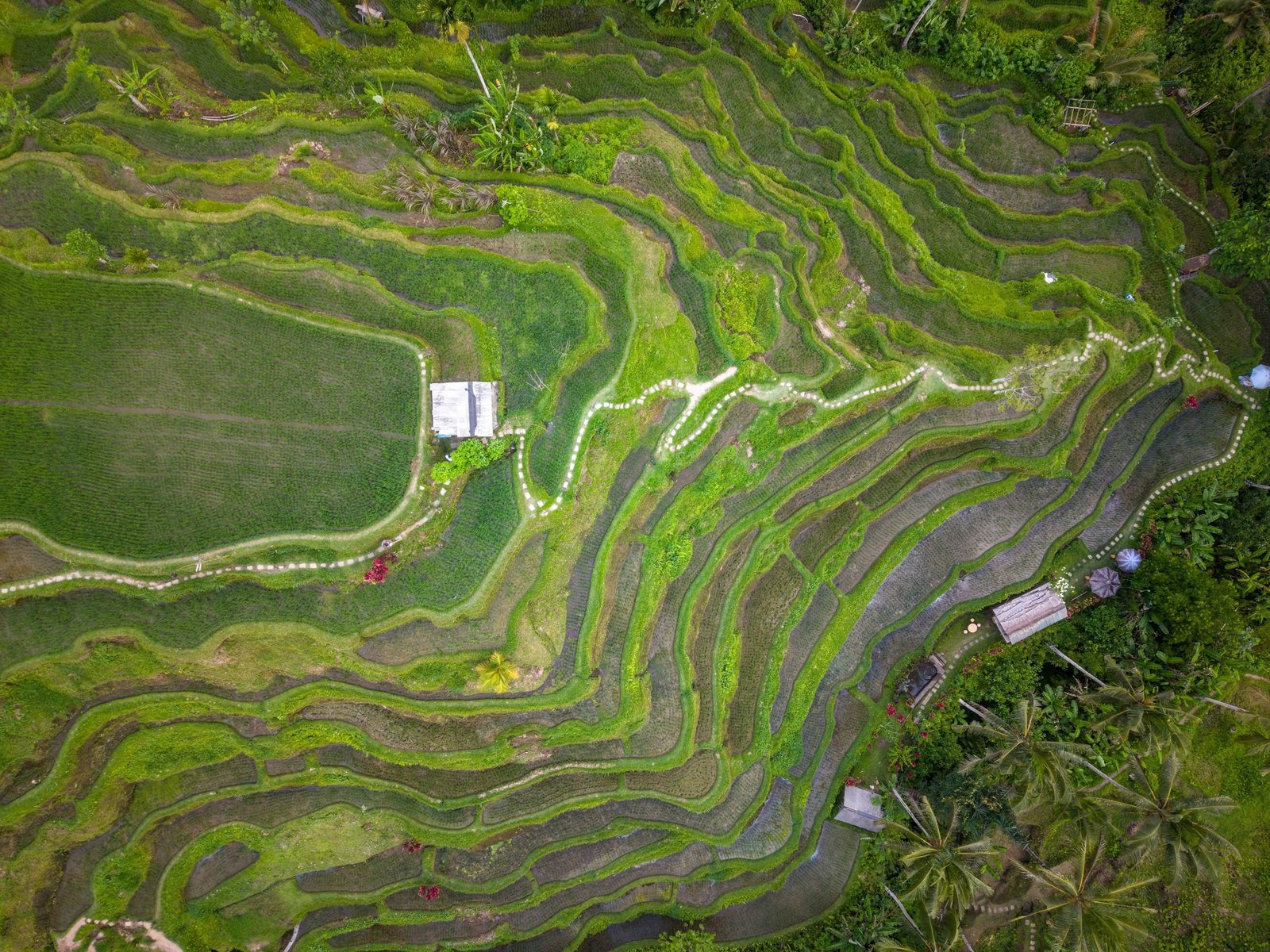 Luchtfoto van de rijstterrassen bij Ubud