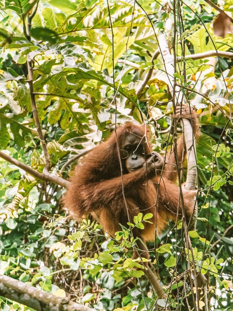Orang-oetan tussen het groen in het bos van Sumatra
