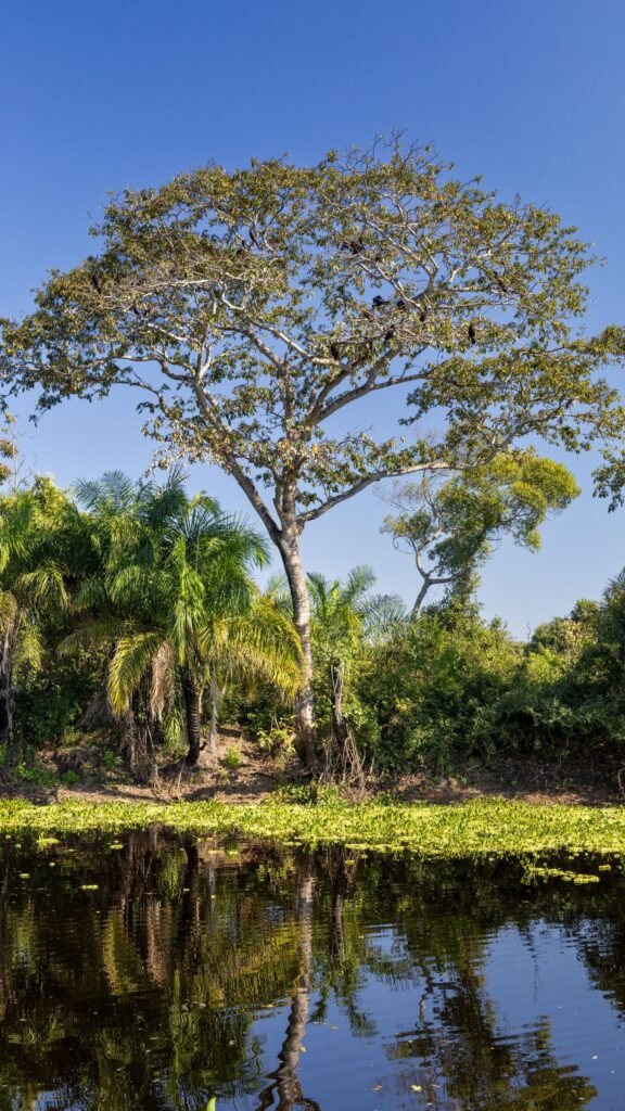 Moerasland met een grote boom in Mato Grosso do Sul