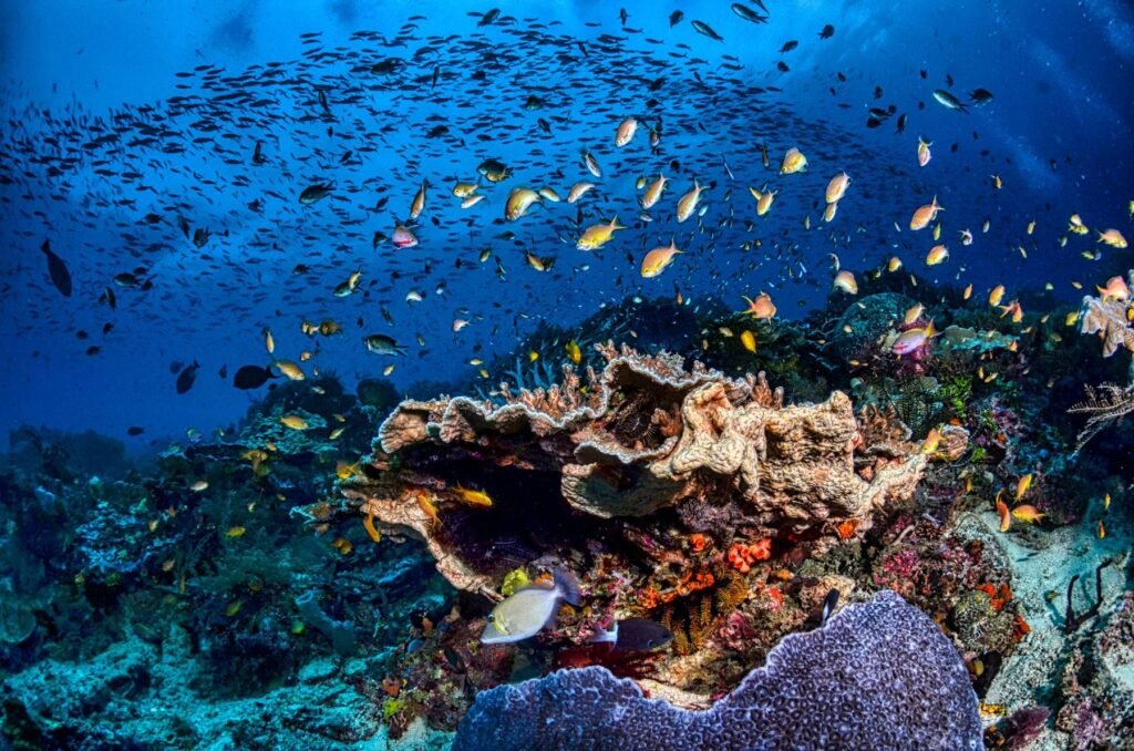 Koraalrif met scholen vissen voor de kust van de Nusa-eilanden