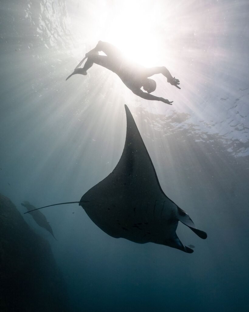 Snorkelaar zwemt op afstand boven een manta