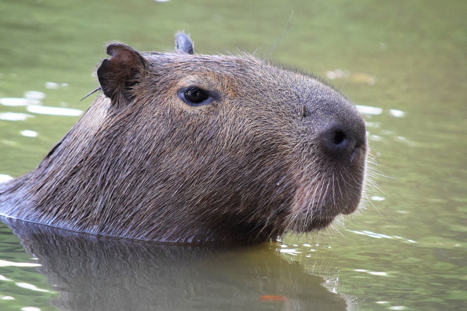 Capibara die zwemt in een meer in Brazilië