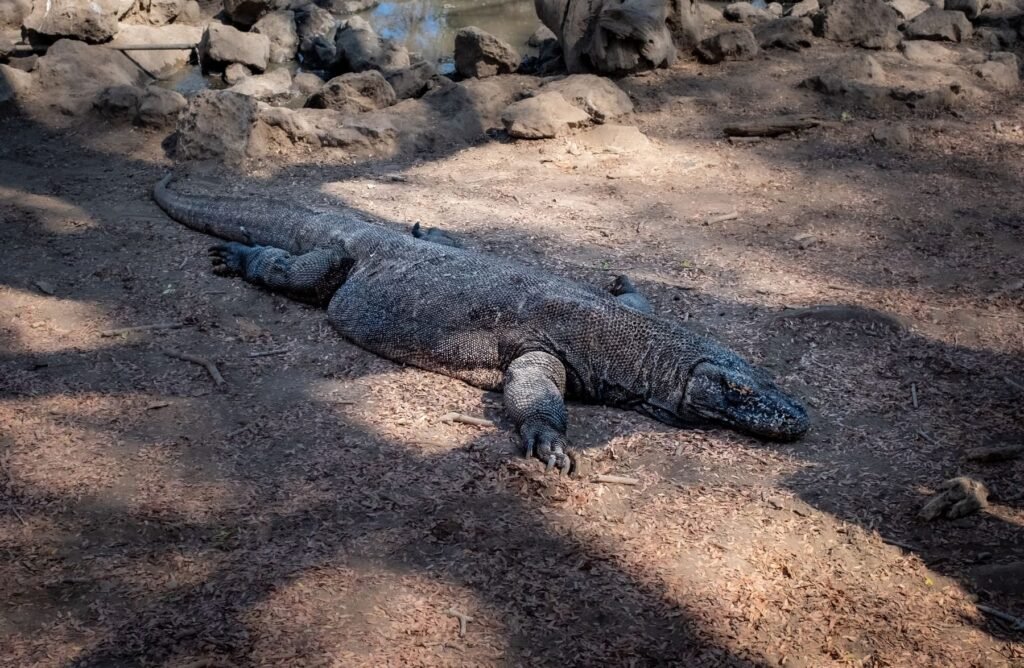 Komodovaraan op de droge grond in Komodo National Park