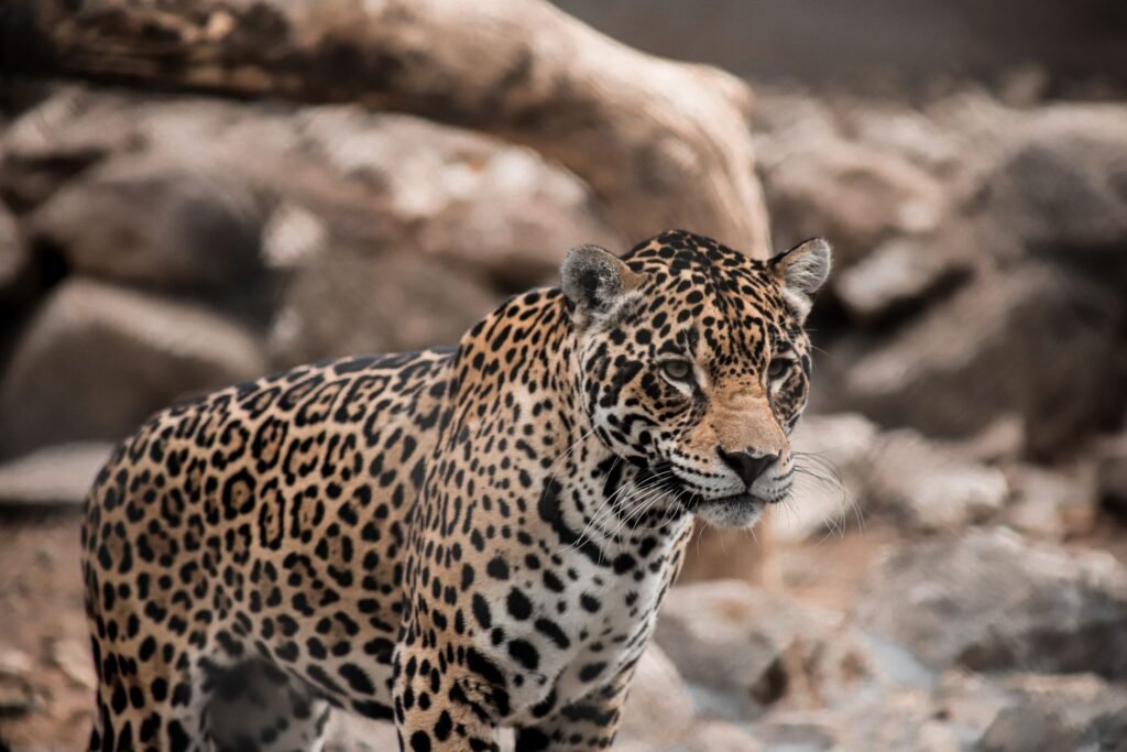 Jaguar van dichtbij in zijn natuurlijke omgeving