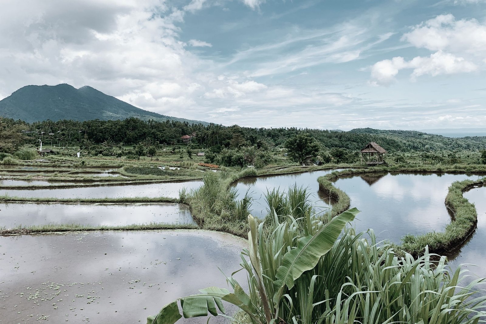 Rijstvelden met water op Bali