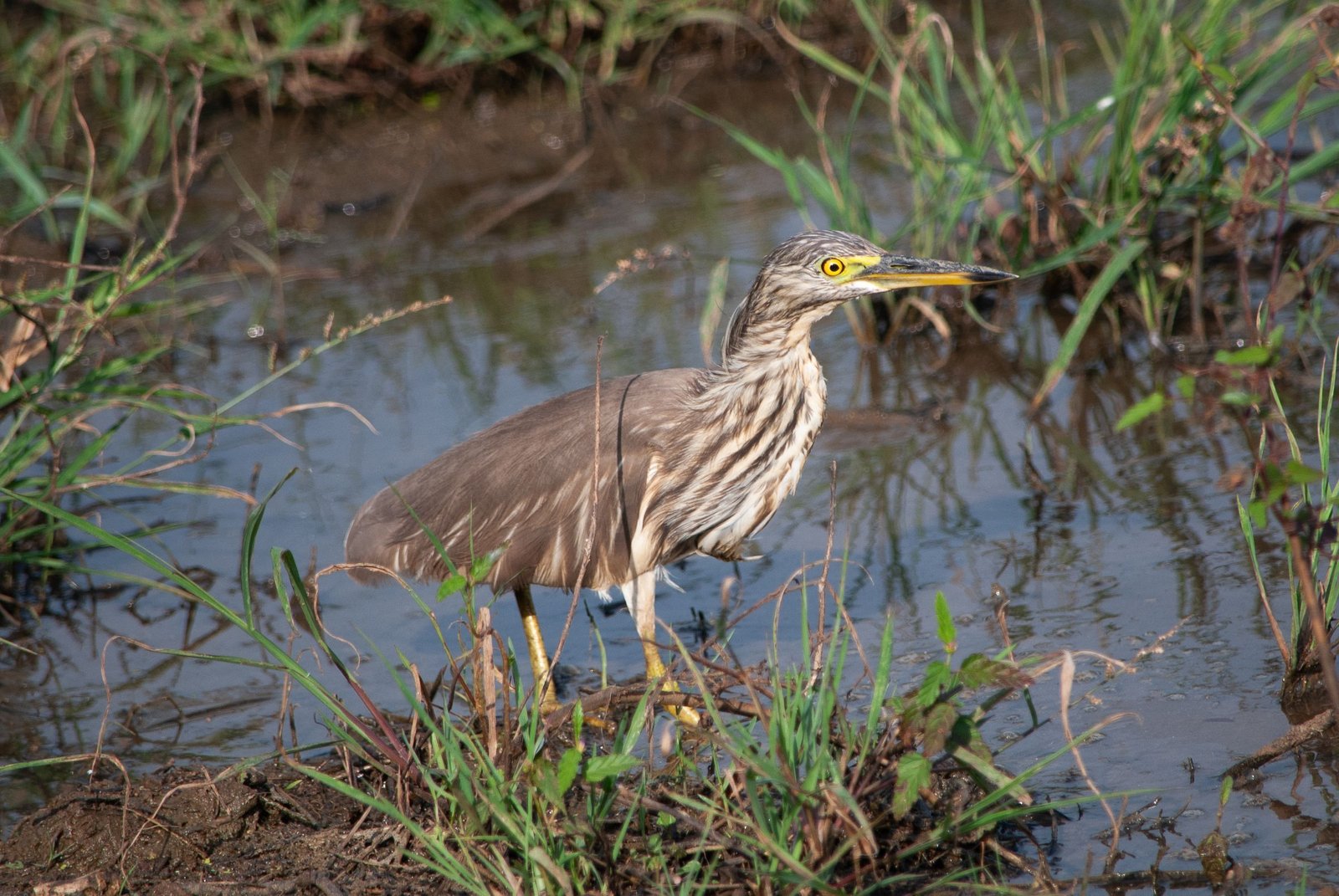 Reiger in de moerassige graslanden van Udawalawe National Park