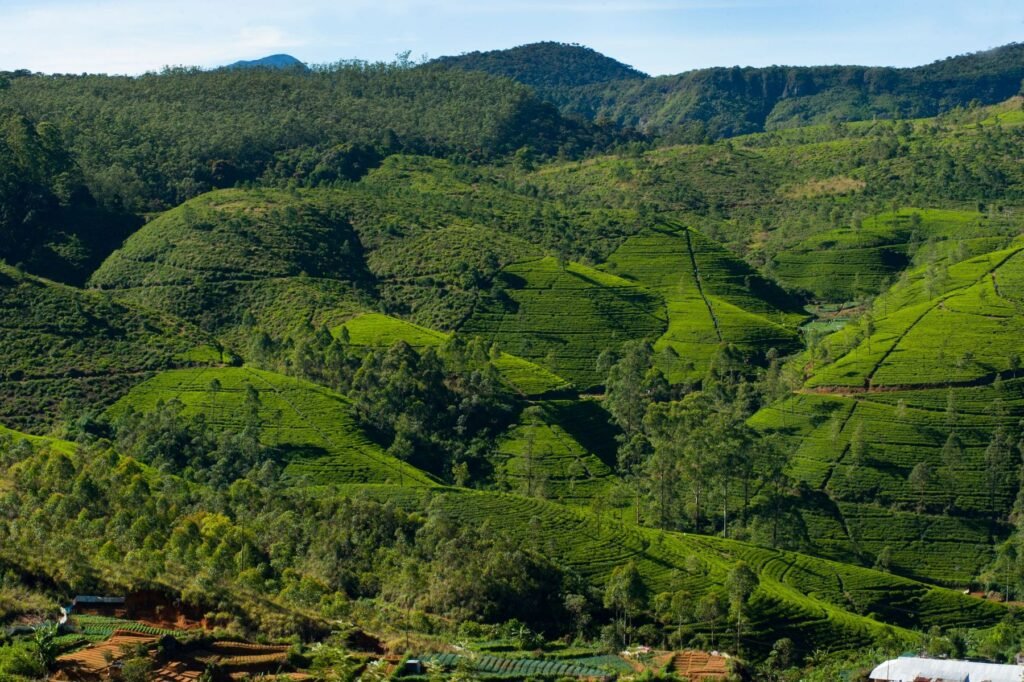 Groene theeplantages op de heuvels bij Nuwara Eliya