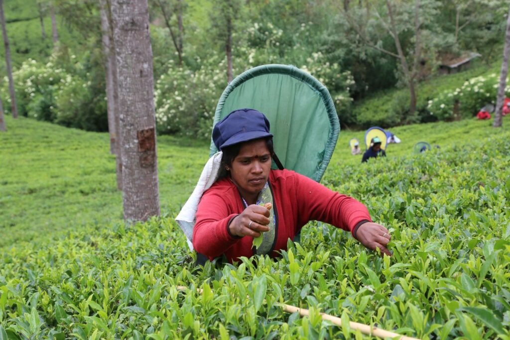 Theeplukster aan het werk in de theevelden bij Nuwara Eliya