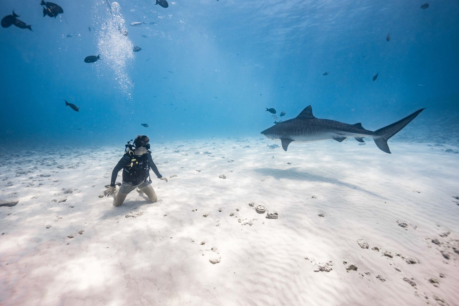 Tijgerhaai boven de zandbodem met een duiker bij Fuvahmulah
