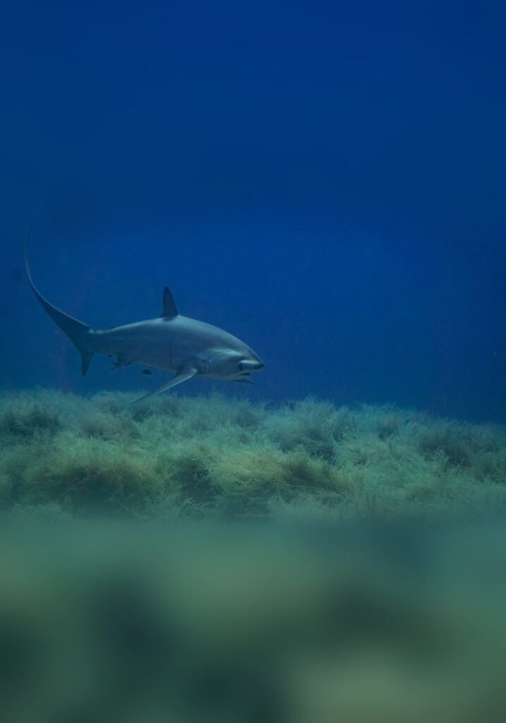 Voshaai die vlak boven de begroeide zeebodem zwemt bij Malapascua